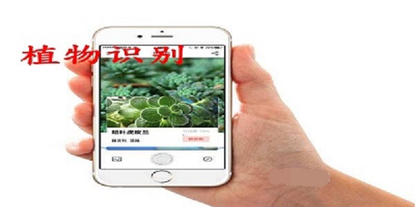 识别植物